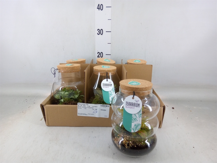 <h4>Arr.   Planten L%</h4>
