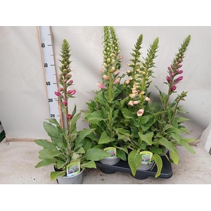 DIGI PURPUREA