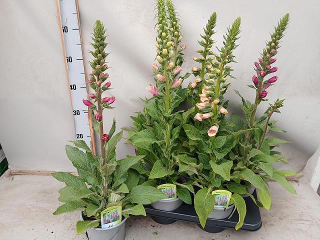 <h4>DIGI PURPUREA</h4>