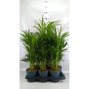 Dypsis lutescens   ...Chrysalidoca