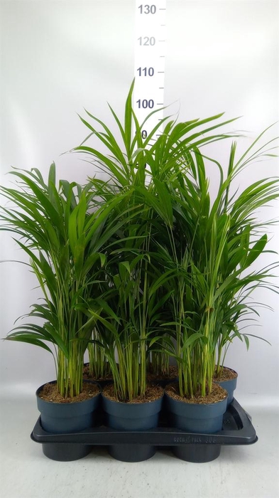 Dypsis lutescens   ...Chrysalidoca