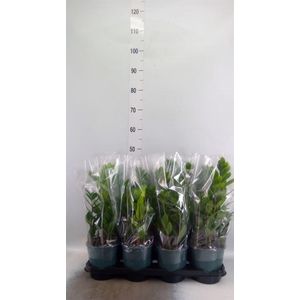 Zamioculcas zamiifolia