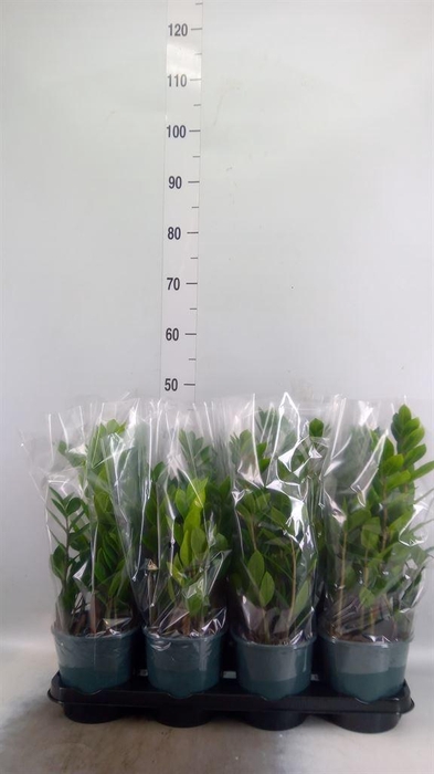 <h4>Zamioculcas zamiifolia</h4>