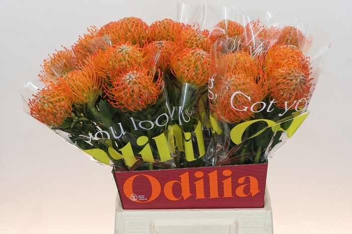 <h4>Nutans Ayoba Sun</h4>