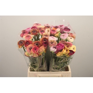 Ran El. Mix Pink Extra