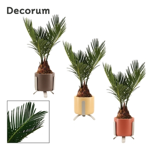 Cycas revoluta 6 cm, 3+ veren in Luca (Nature Love-collection)