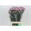 Dianthus St Damascus