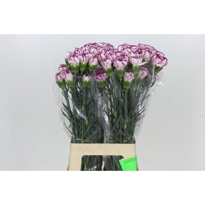 Dianthus St Damascus
