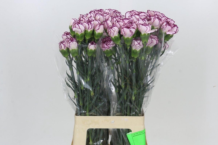 <h4>Dianthus St Damascus</h4>