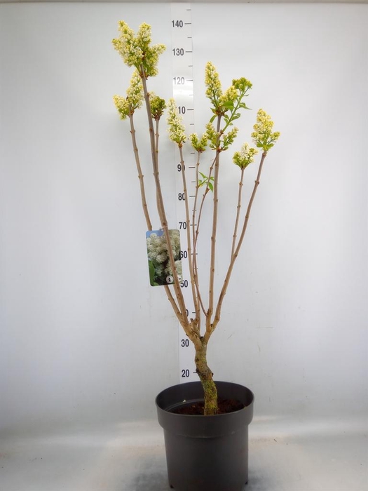 <h4>Syringa vulg.</h4>