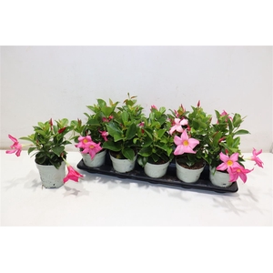 Mandevilla Ov