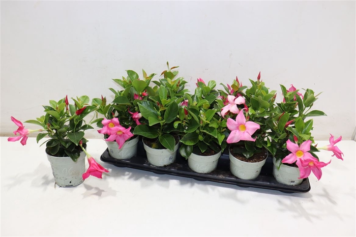 <h4>Mandevilla Ov</h4>