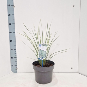 Lomandra longifolia White S