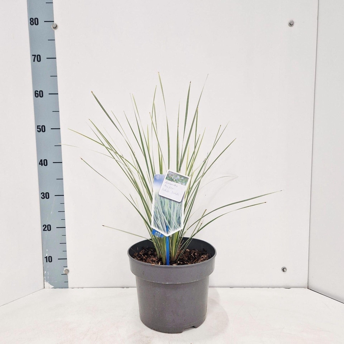 <h4>Lomandra longifolia White S</h4>