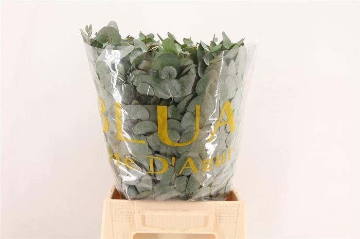 <h4>EUCA CINEREA</h4>