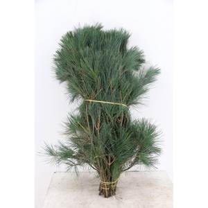 PINUS STROBUS PER STEM 070CM