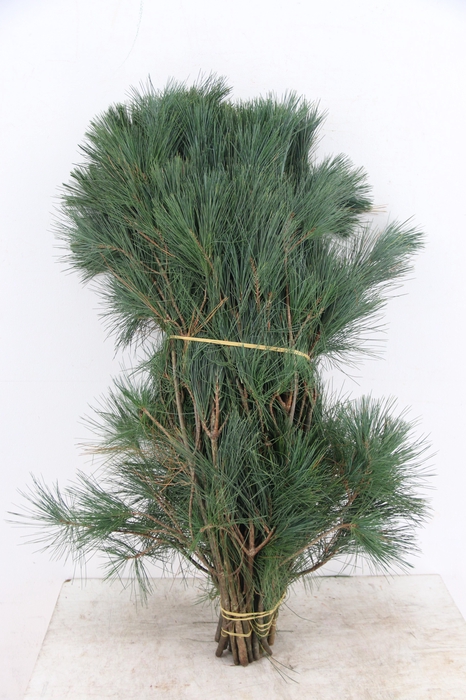 <h4>PINUS STROBUS PER STEM 070CM</h4>