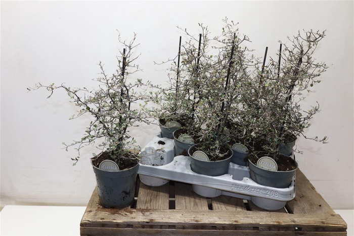 <h4>Corokia Cotoneaster</h4>