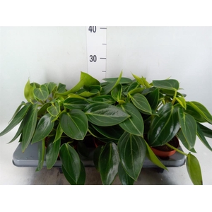Peperomia