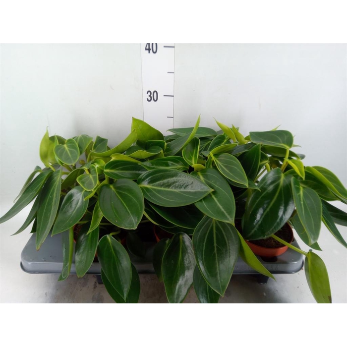 <h4>Peperomia</h4>