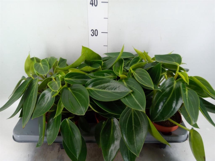 Peperomia