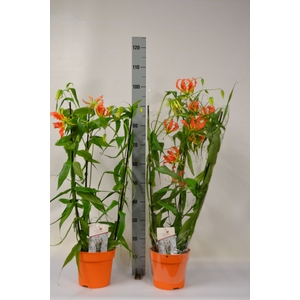 GLORIOSA ROTHSCHILD