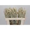 Amaranthus Yearming Desert