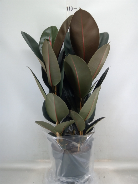 <h4>Ficus elastica 'Abidjan'</h4>