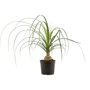 Beaucarnea Bol 12 cm (1 kop)