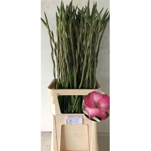 Gladiolus Gr Cantate