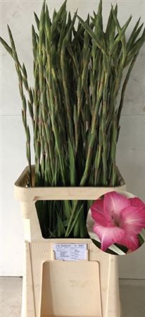 <h4>Gladiolus Gr Cantate</h4>