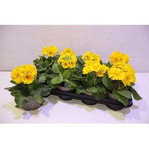 arr8 Prim Elatior Yellow