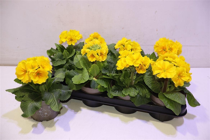 <h4>arr8 Prim Elatior Yellow</h4>