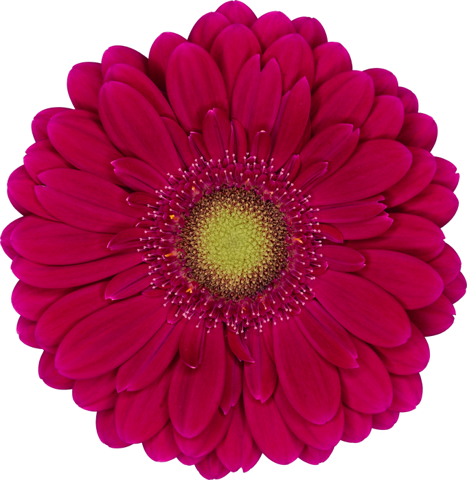 <h4>Germini Vivian Doos</h4>