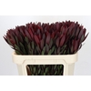 Leucadendron Saf Sunset Dark R.