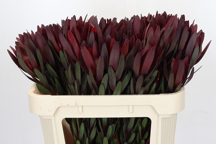 <h4>Leucadendron Saf Sunset Dark Red</h4>