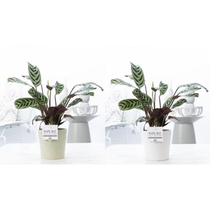 Ctenanthe Burle Marxii in P&PURE Juliette ceramics ass. 3