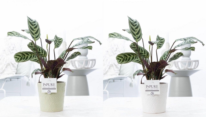 <h4>Ctenanthe Burle Marxii in P&PURE Juliette ceramics ass. 3</h4>