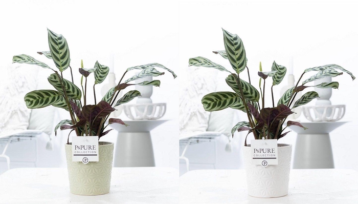 <h4>Ctenanthe Burle Marxii in P&PURE Juliette ceramics ass. 3</h4>