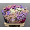 Limonium St Gemengd