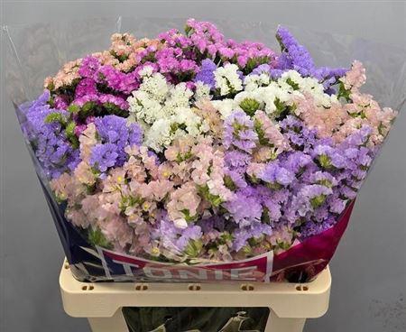 Limonium St Gemengd