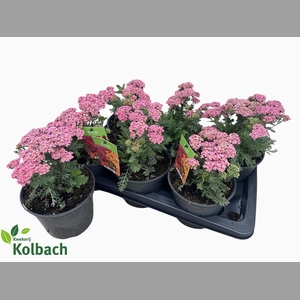 ACHI MILLEFOLIUM