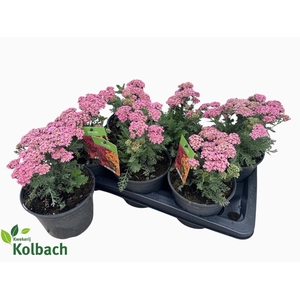 ACHI MILLEFOLIUM
