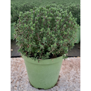 Thymus vulgaris