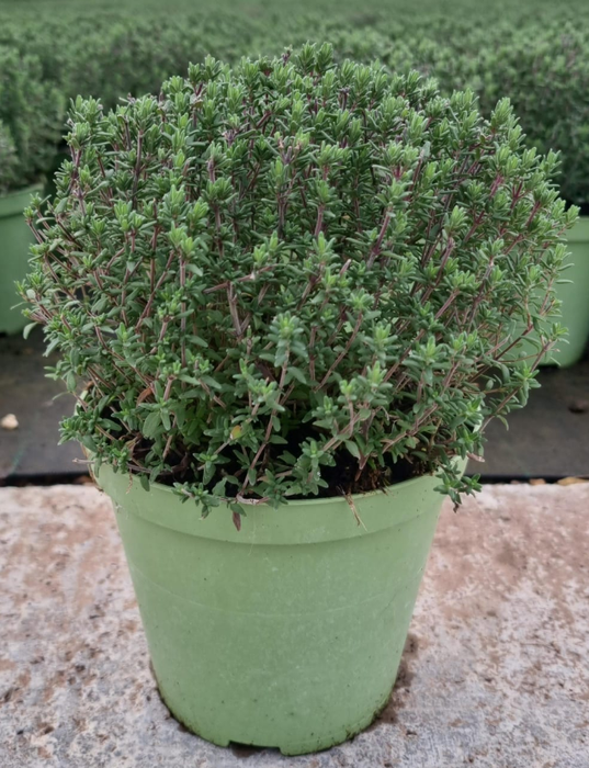 <h4>Thymus vulgaris</h4>