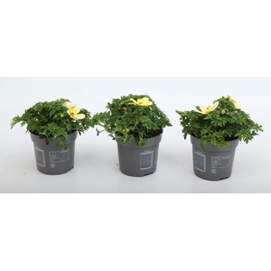 Bidens 2 Teeth Yellow White