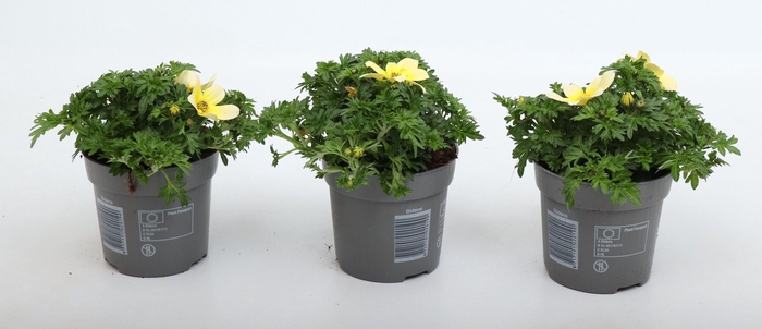 <h4>Bidens 2 Teeth Yellow White</h4>