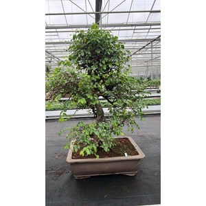 Zelkova parvifolia, pot 50 cm., height 90cm (single item)