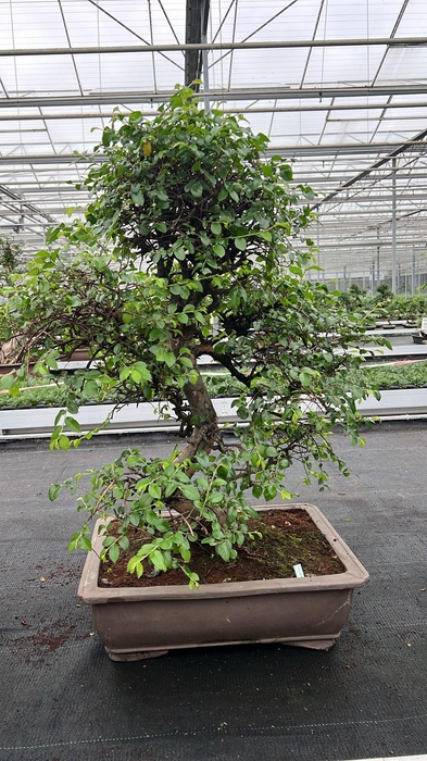 <h4>Zelkova parvifolia, pot 50 cm., height 90cm (single item)</h4>