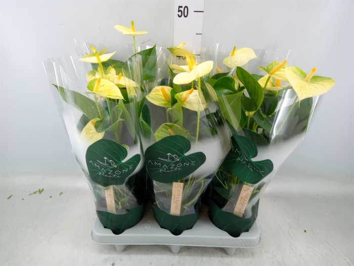 <h4>Anthurium andr. 'Vanilla'</h4>